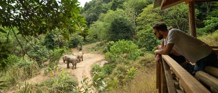 Elephants at Following Giants