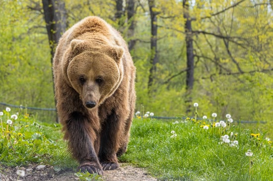 Brown bear at Libearty bear sanctuary Zarnesti, Romania