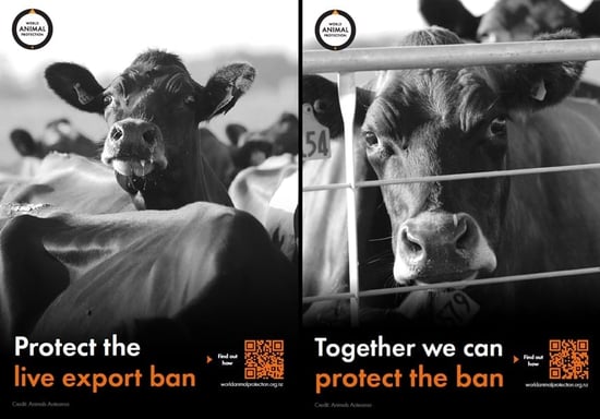 Live export posters