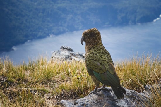 Kea bird in Fiordland National Park, New Zealand. 