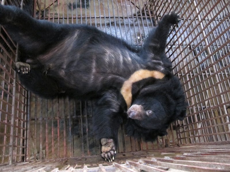 Chinese attitudes ready to turn against brutal bear bile