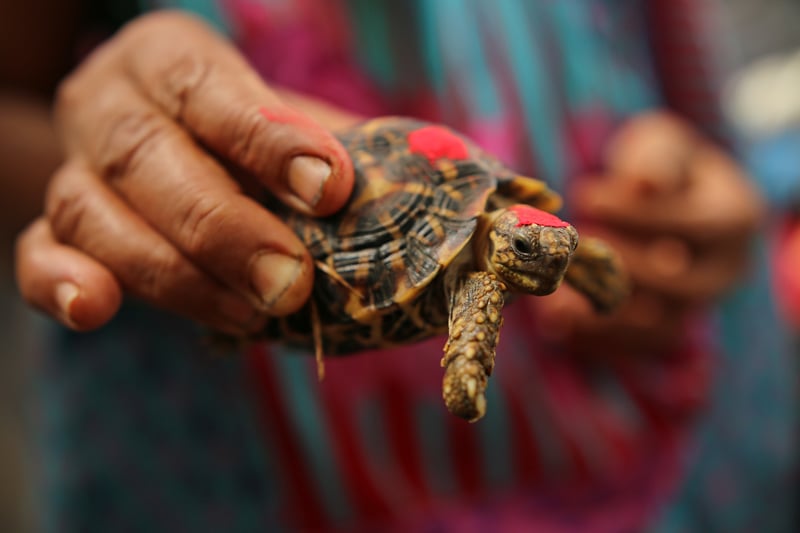 Indian Star tortoise in India