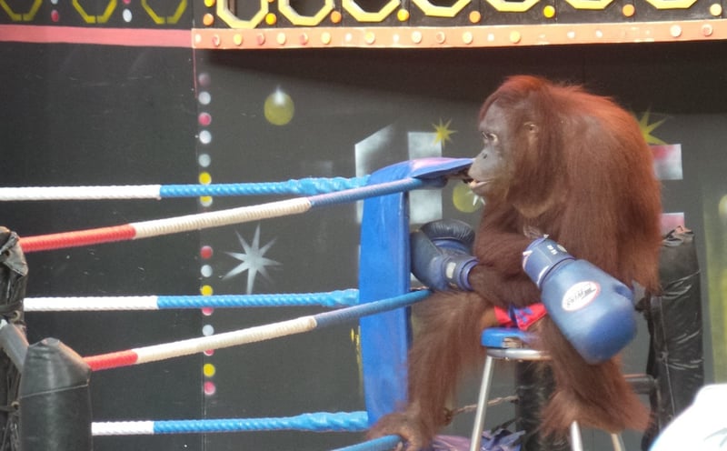 Witnessing wildlife cruelty at an orangutan show