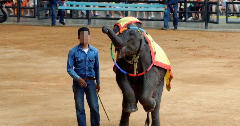 Elephant performing at Thai tourist attraction