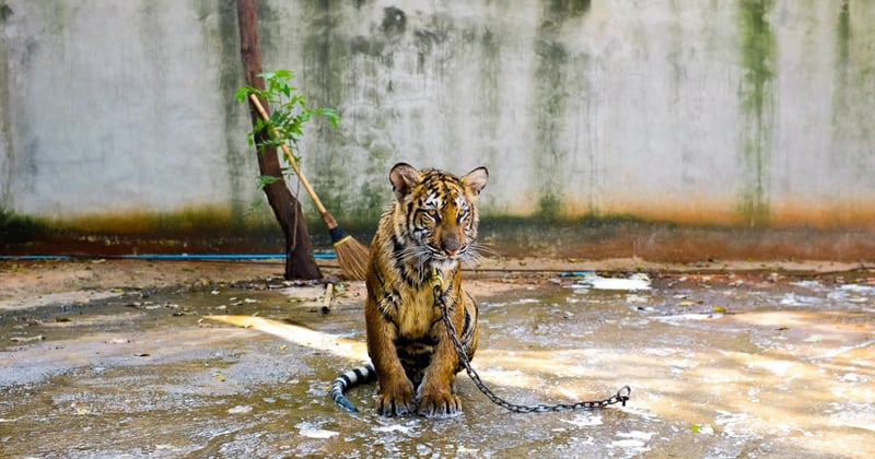 A chained tiger sits on a concrete floor