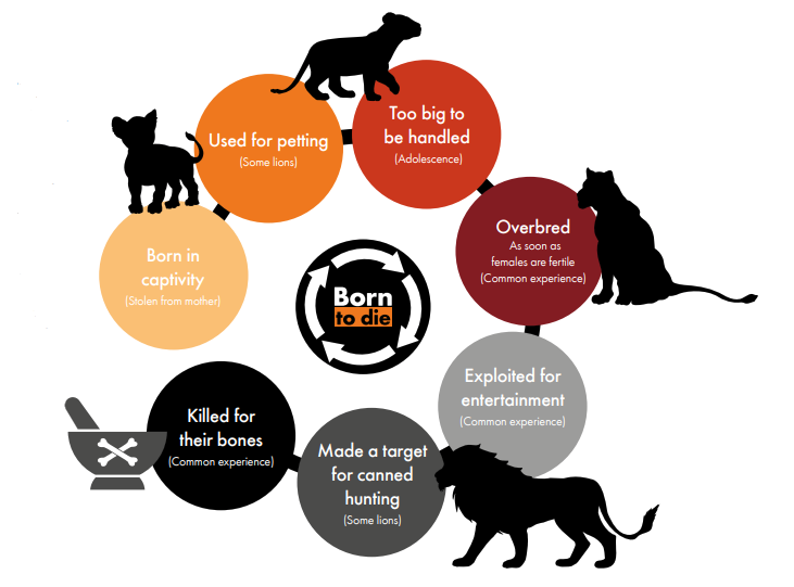Lion lifecycle infographic