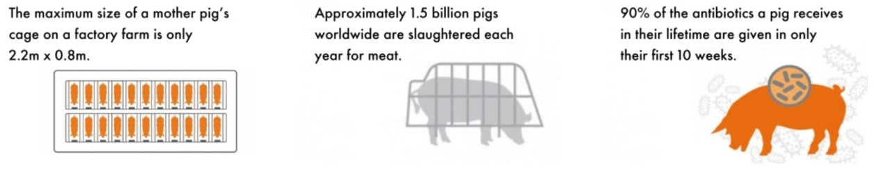 Pig infographic