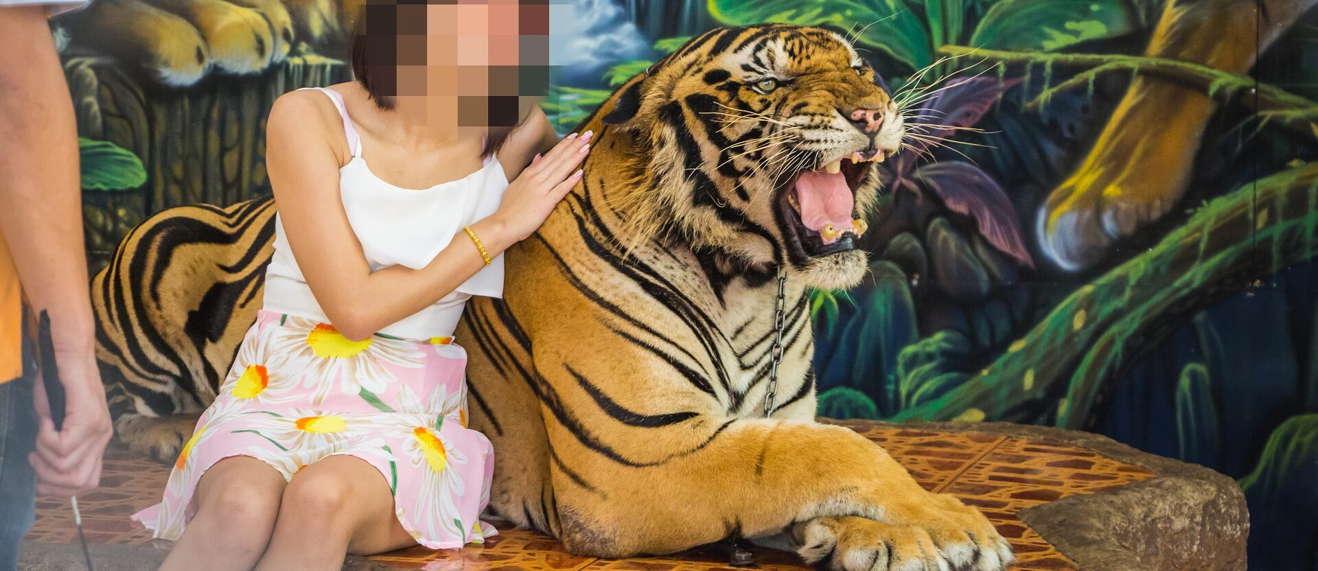 Tiger selfies in Thailand