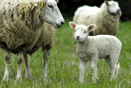 NZ parties on animal welfare | World Animal Protection New Zealand