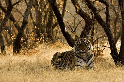 Wild tiger in a reserve in India. iStock by Getty Images