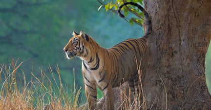 tigers in mumbai zoo