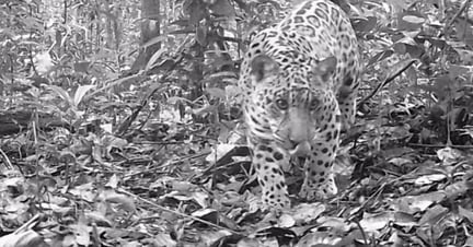 Jaguaren Xama fanget med vildtkamera om natten