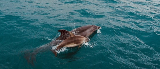 Wild dolphins in New Zealand