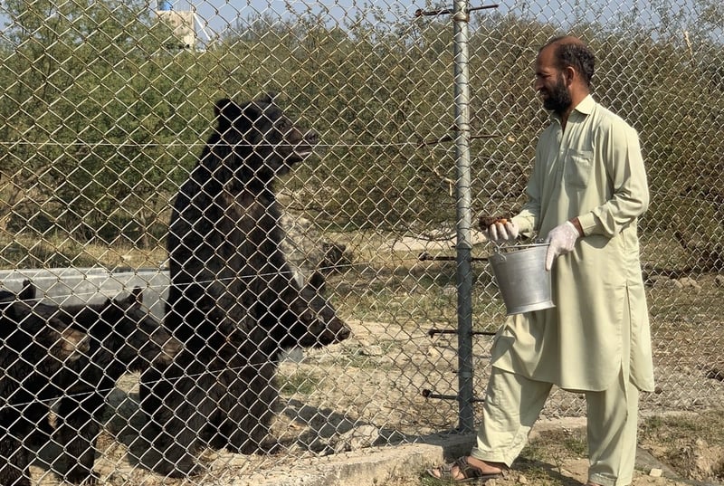 Bears enjoy a special treat at Balkasar Bear Sanctuary