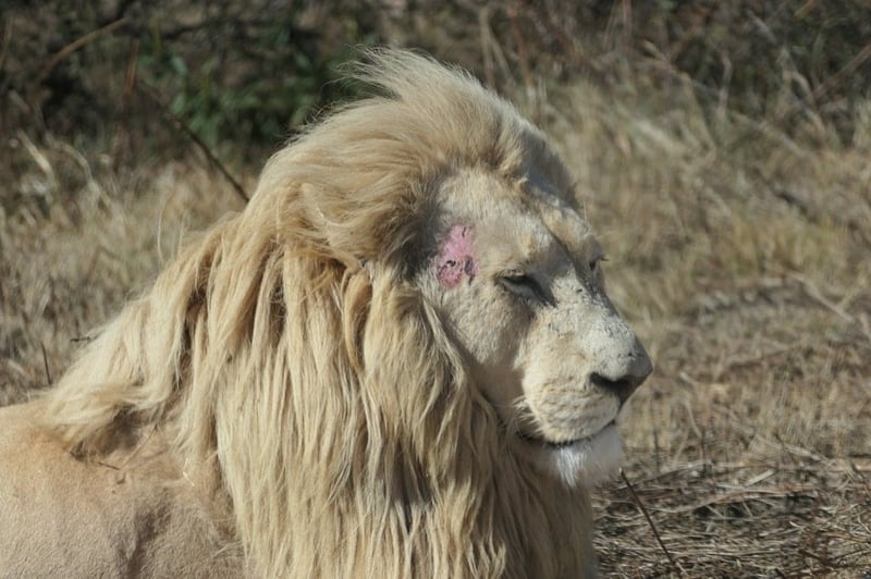 Lion on South African farm