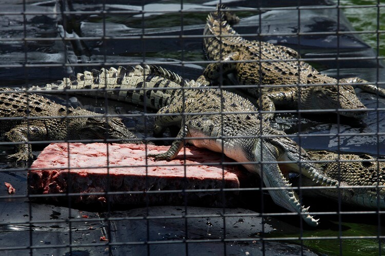 Crocodile skin farm