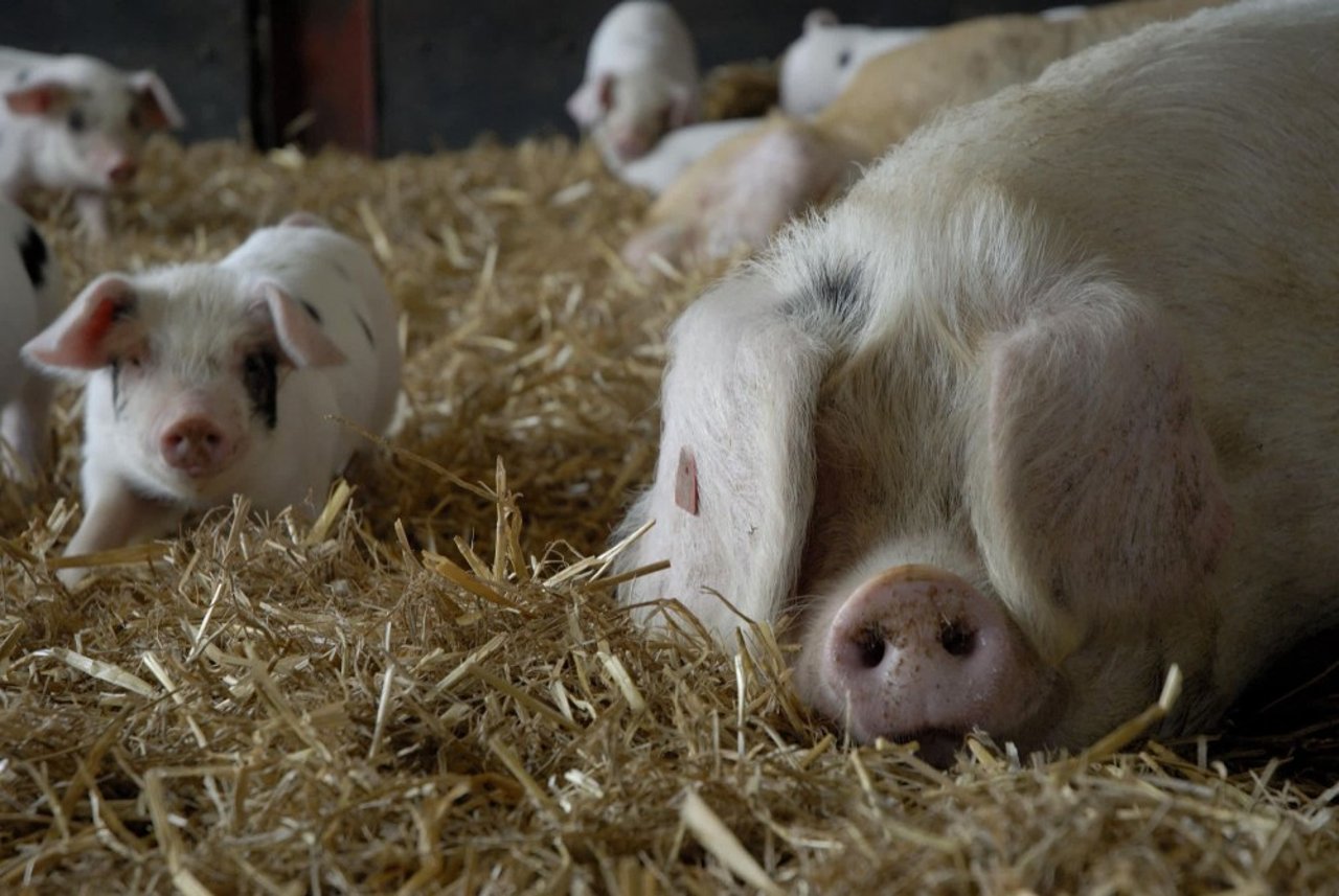 Pigs on a free range organic farm - World Animal Protection