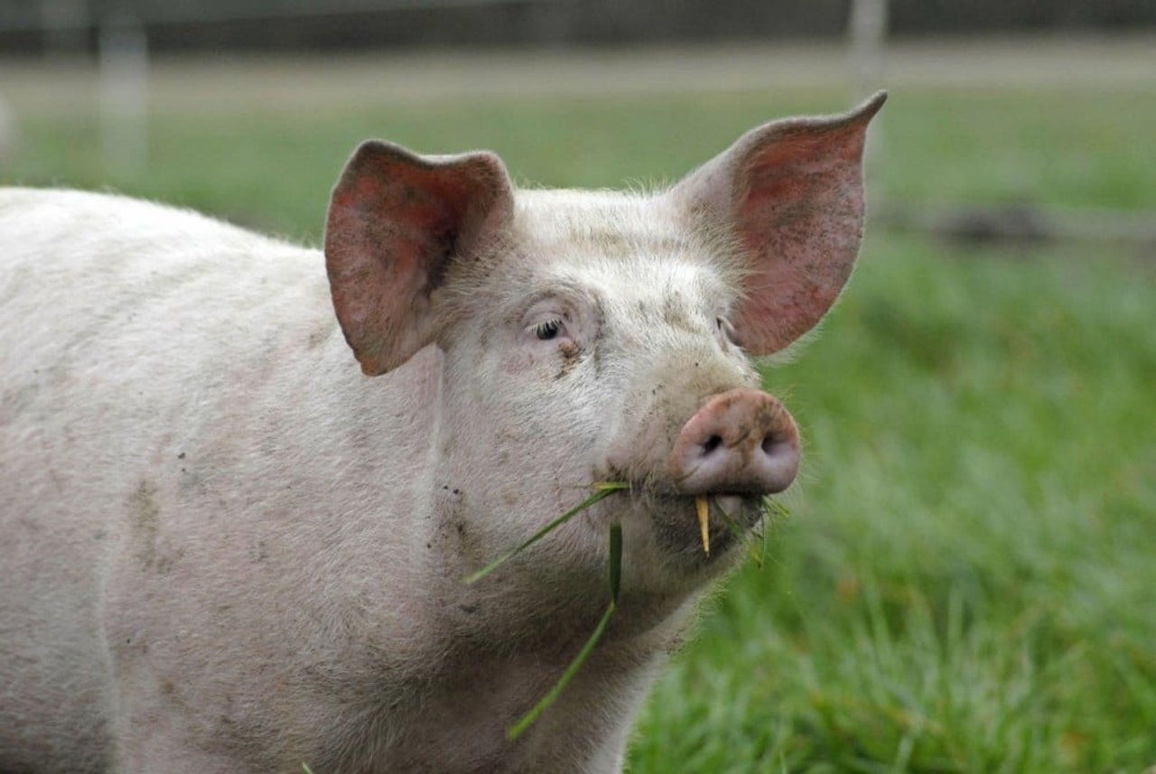 Fattening pigs at outdoor system - World Animal Protection