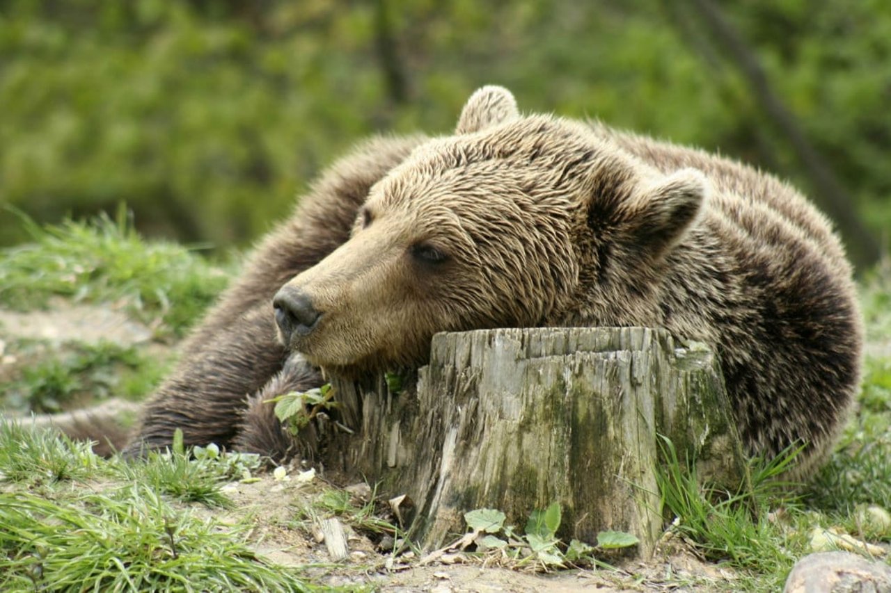 Close-up of a sleepy resident bear at the Romanian Bear Sanctuary