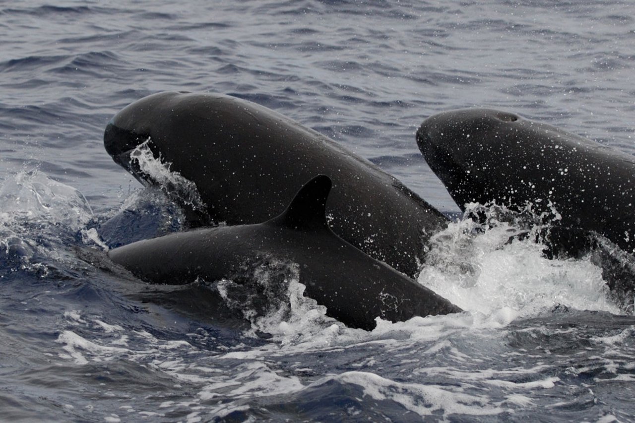 False killer whales off the coast of Azores