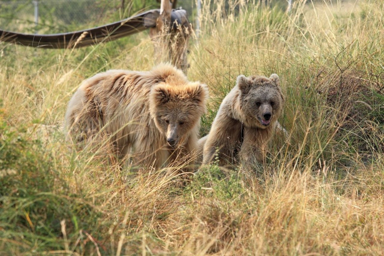 Leela and Bhoori in their new home, Balkasar Sanctuary