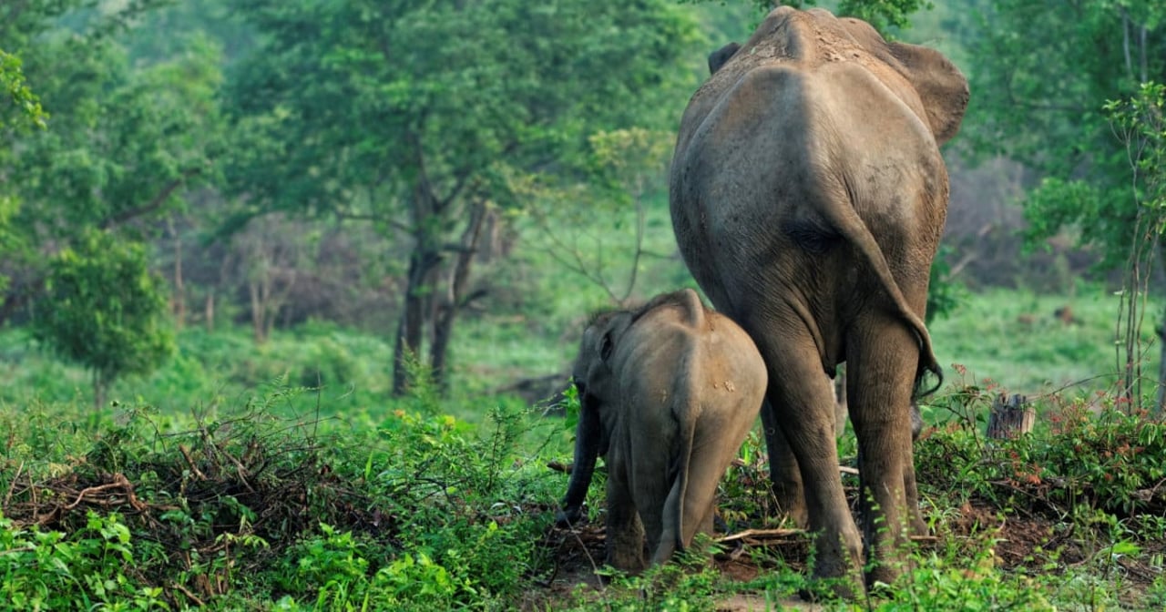 Wild asian elephants in Kaudulla National Park in Sri Lanka