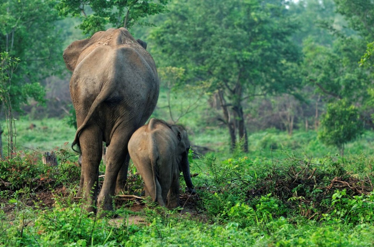 Wild asian elephants in Udawalawa National Park in Sri Lanka