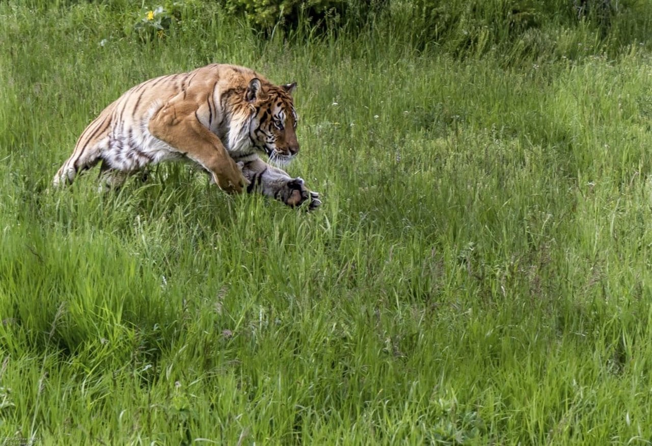 A tiger in the wild