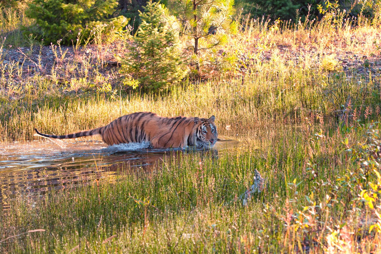 A wild tiger takes a swim