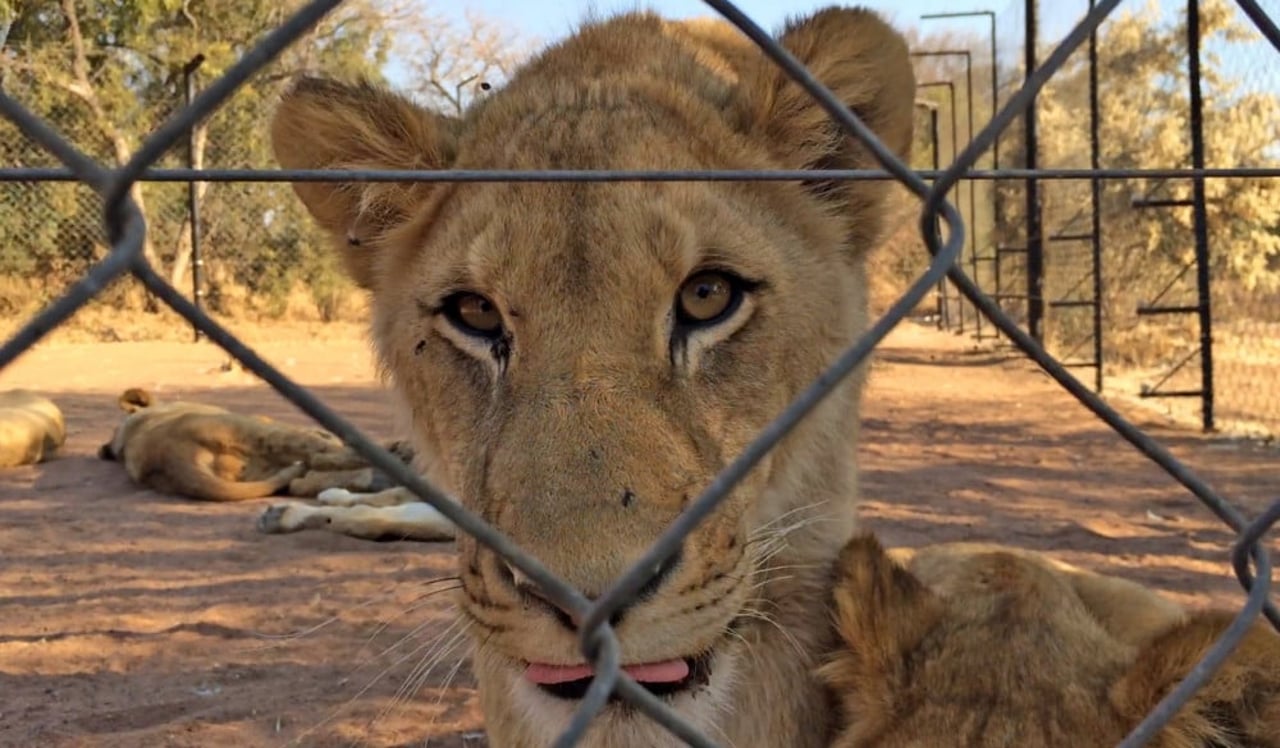 A lion in a barren facility in Southern Africa - World Animal Protection