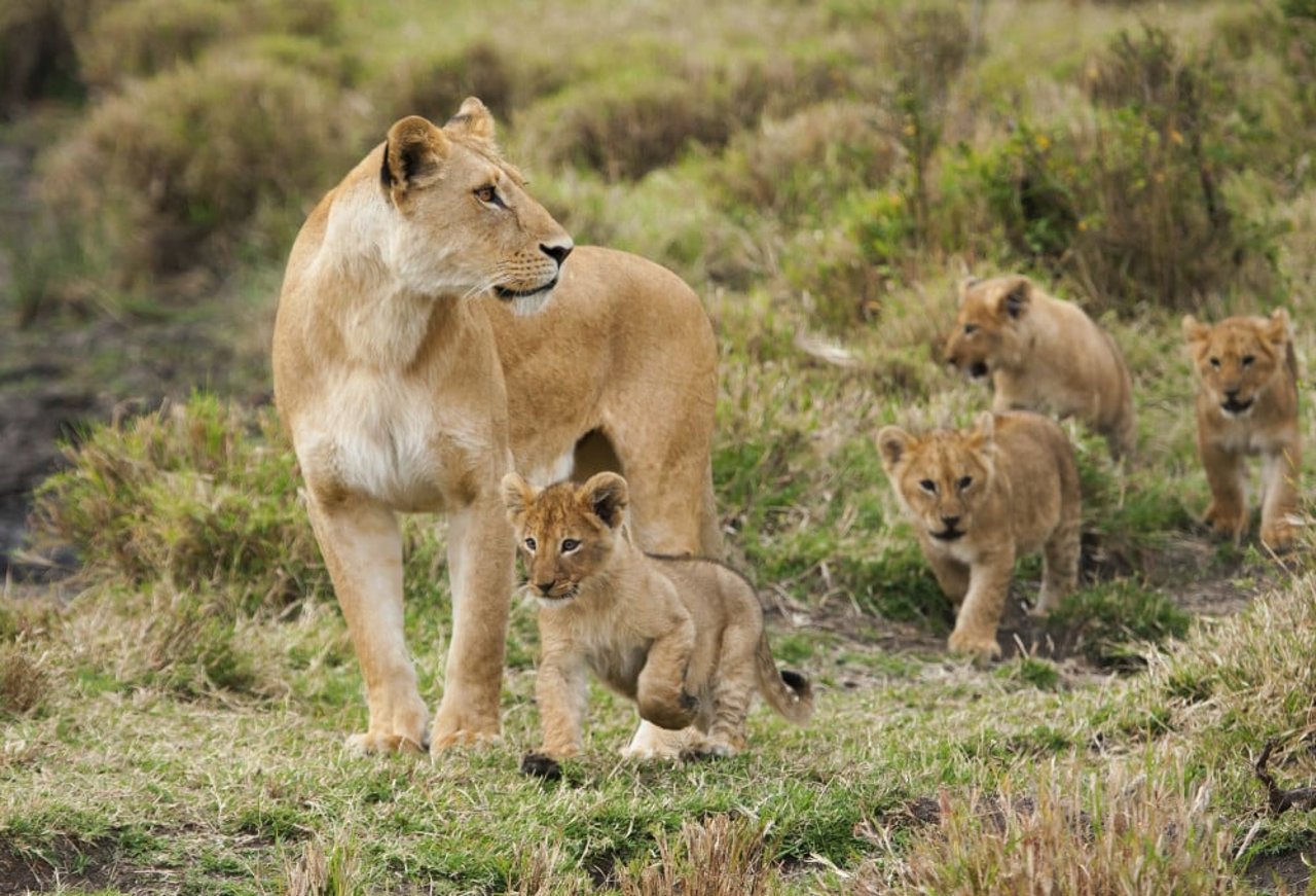 A lioness and her four young cubs in a national park in Kenya - World Animal Protection