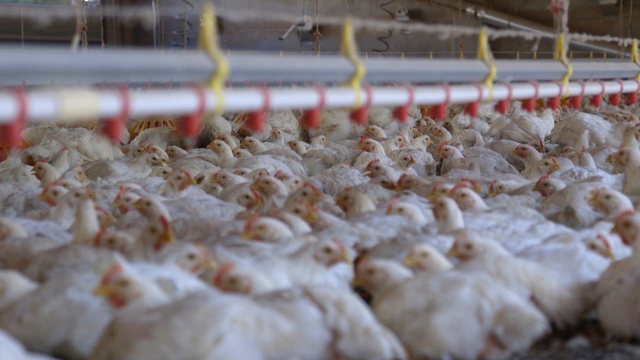 Centenas de frangos brancos em uma indústria de criação intensiva