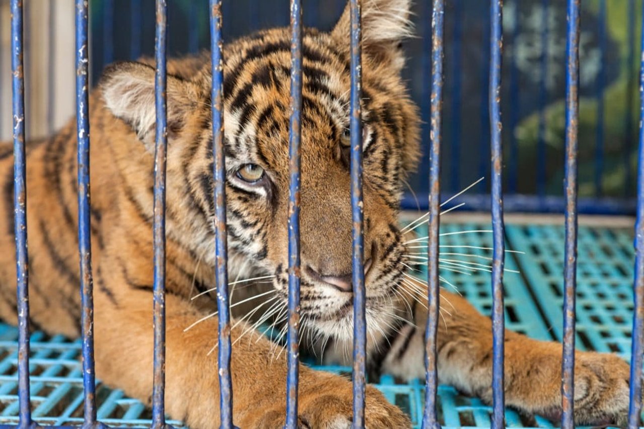 Tiger cub in small pen at entertainment venue in Thailand, but brought out for selfie opportunities with tourists