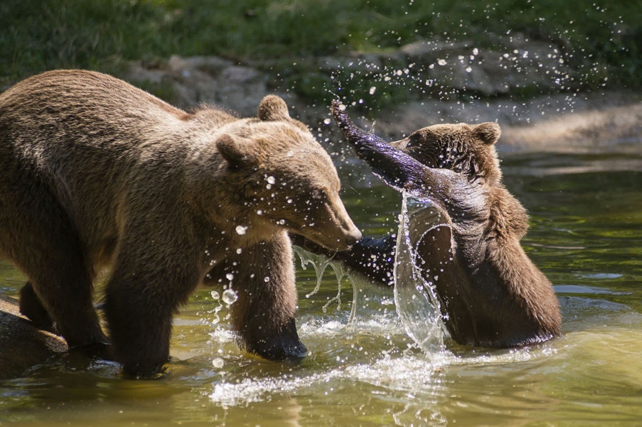 Hunbjørn og hendes unge leger i vandet i et af de bjørnereservater, vi støtter