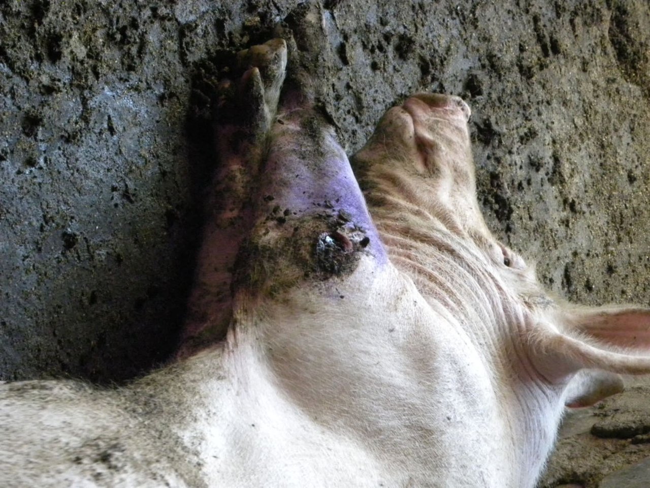 Female pig with an infected sore on her leg - World Animal Protection