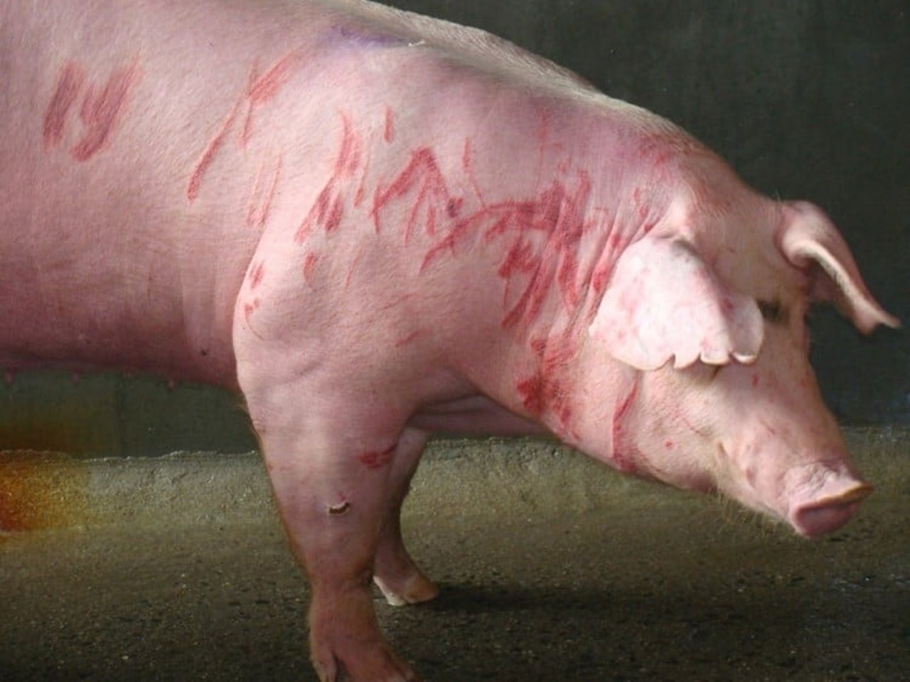 A female pig with scratch marks on her body from fights with other pigs - World Animal Protection