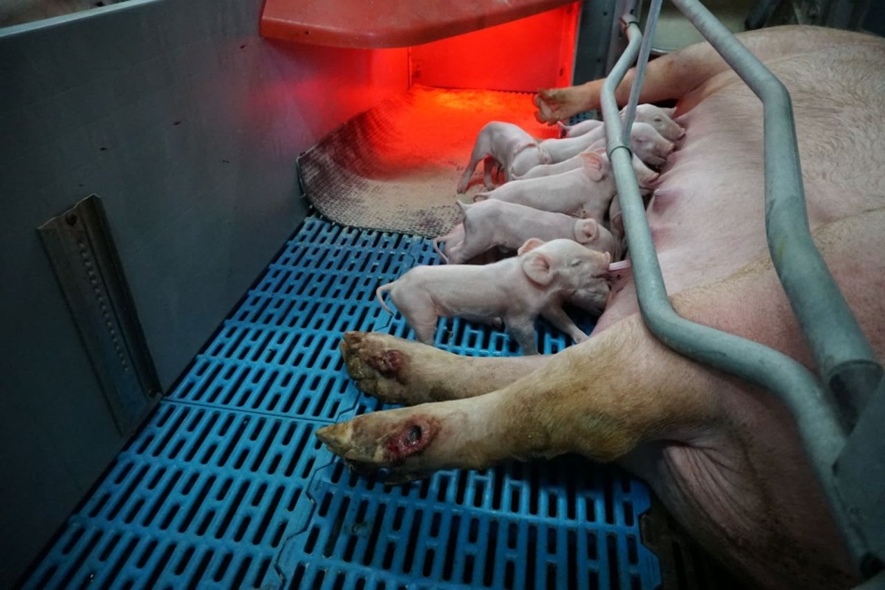a mother pig feeding her piglets on a farm in China - World Animal Protection