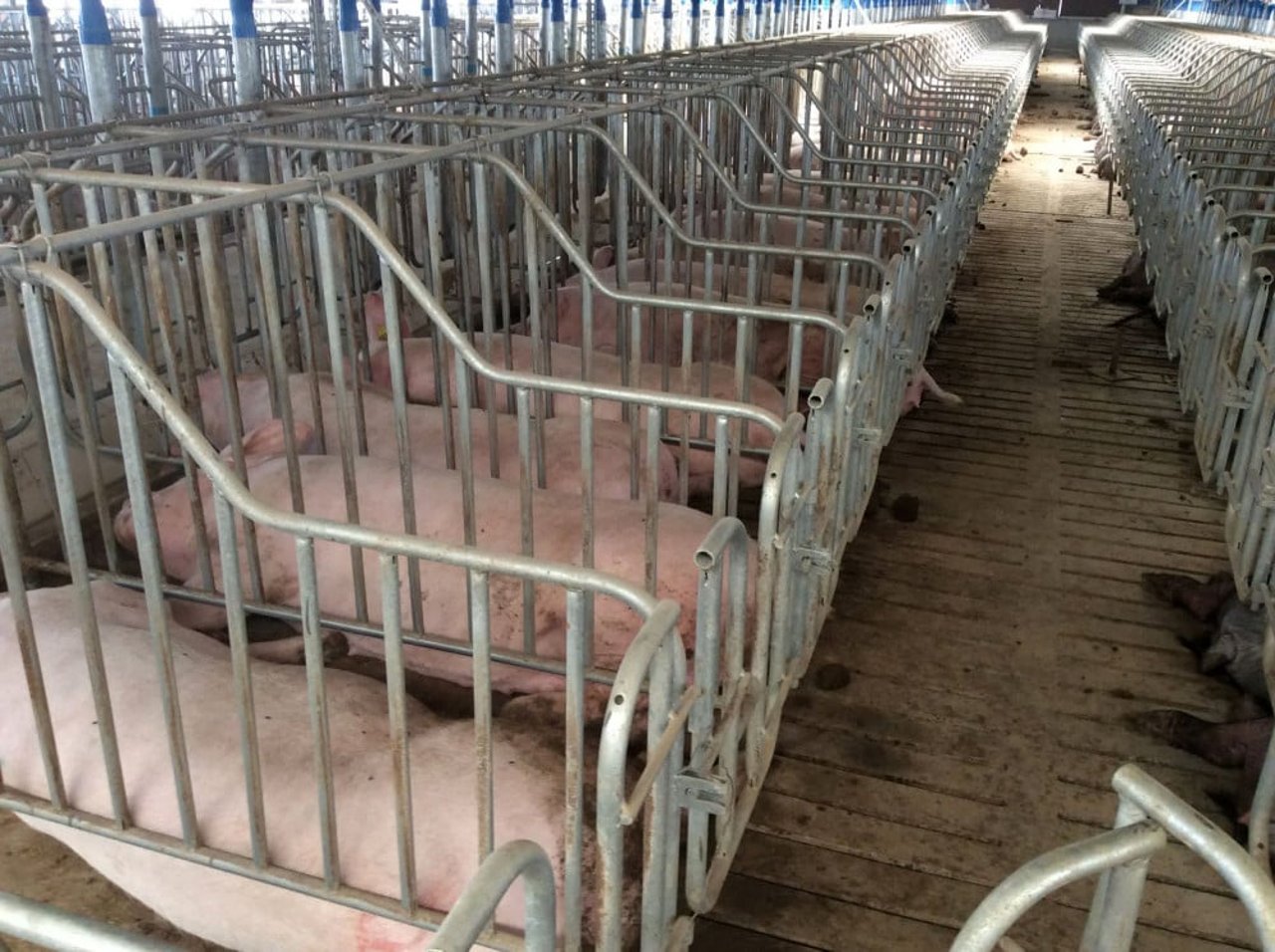 Pregnant pigs in rows of cages - World Animal Protection