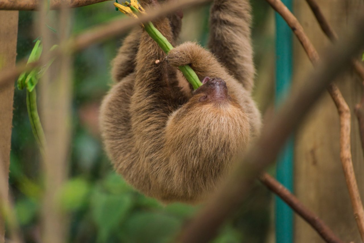 Menta the two-toed sloth