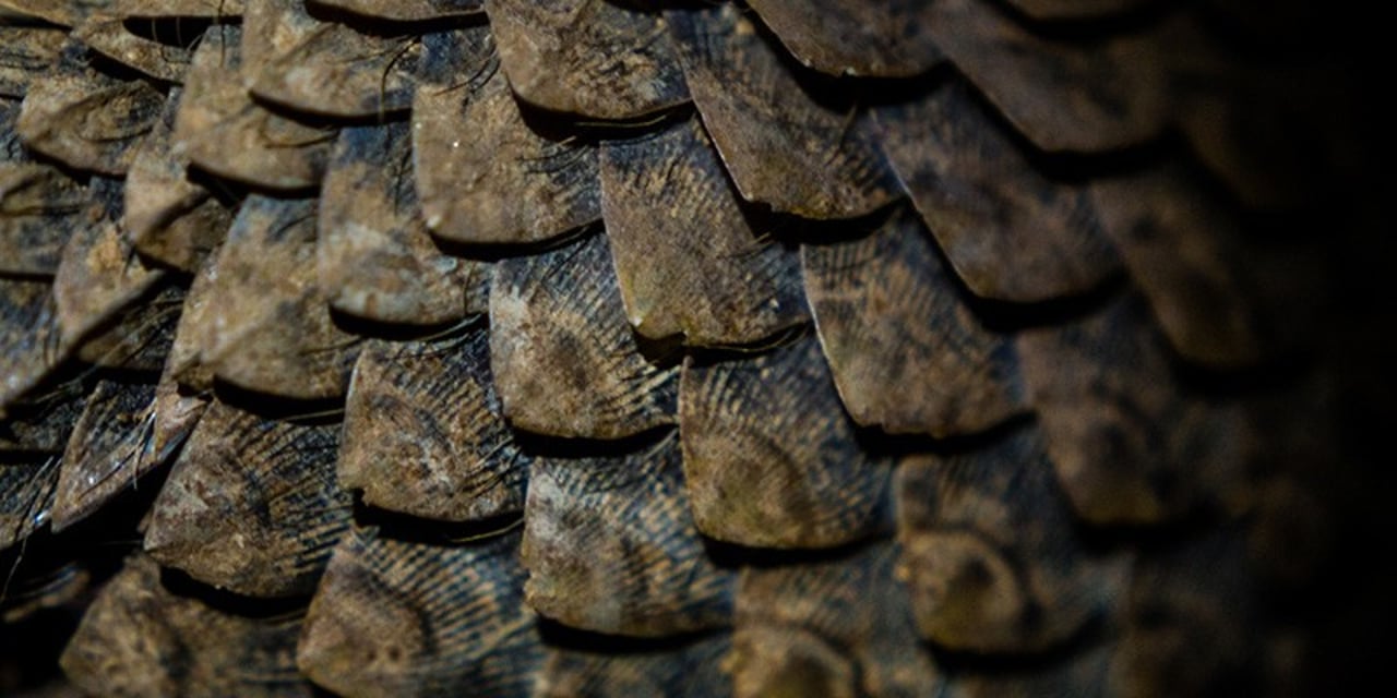 Pangolin scales close-up