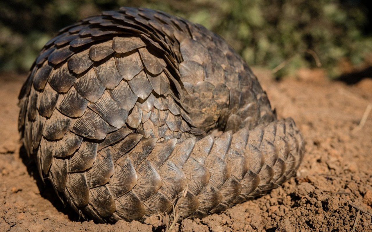 Pangolin rolled up