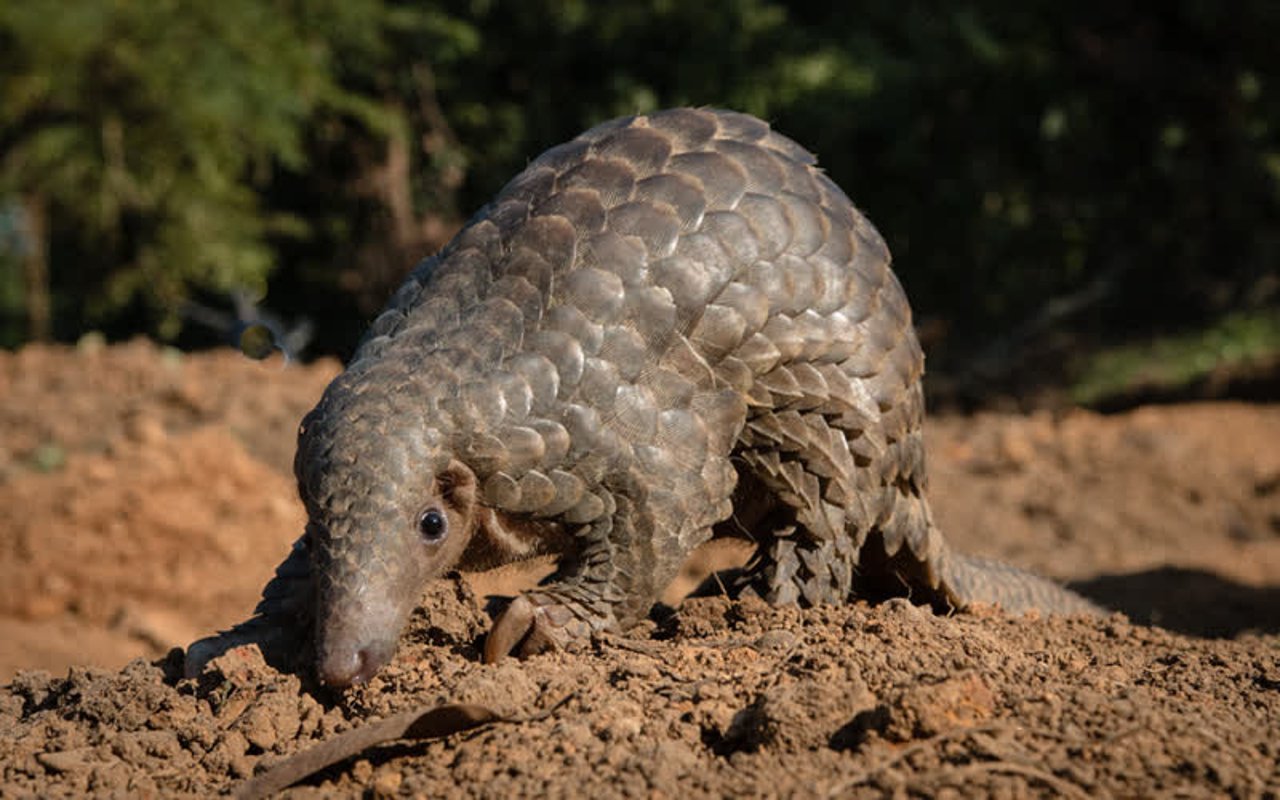 Indian pangolin