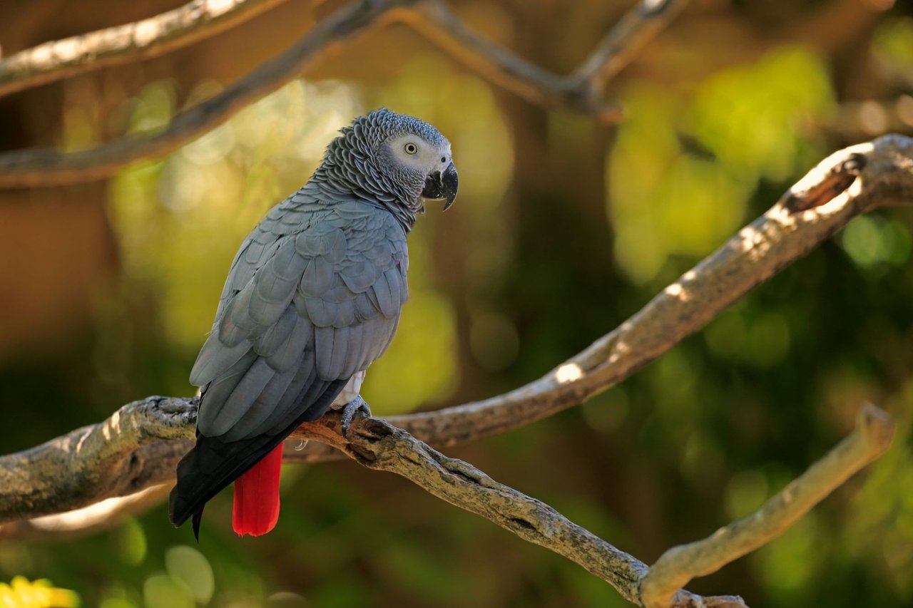 A pair of African Grey Parrots in the wild