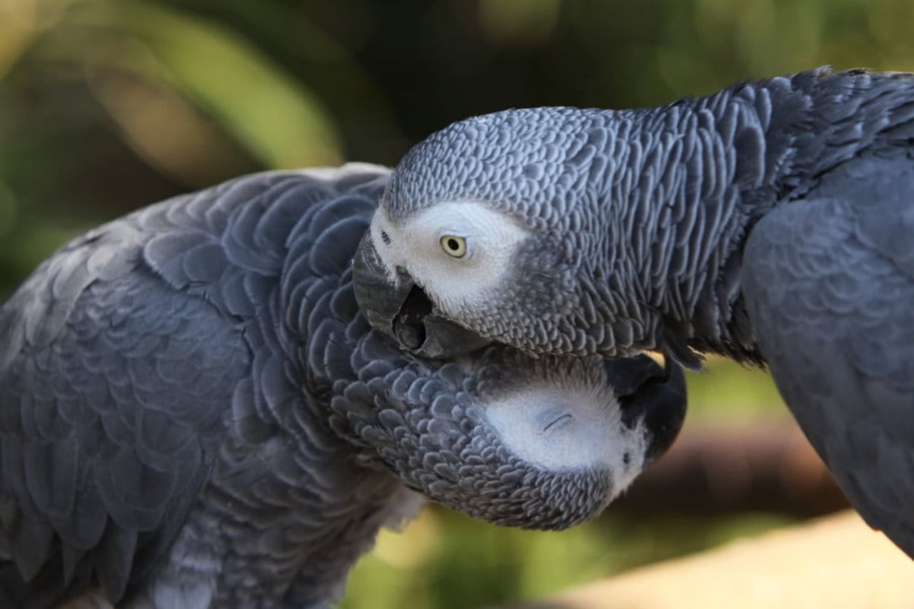 A pair of African Grey Parrots in the wild