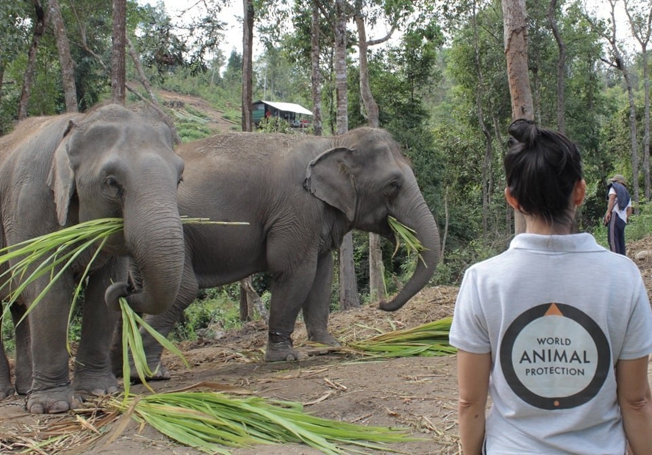 Elephants at Happy Elephant Valley