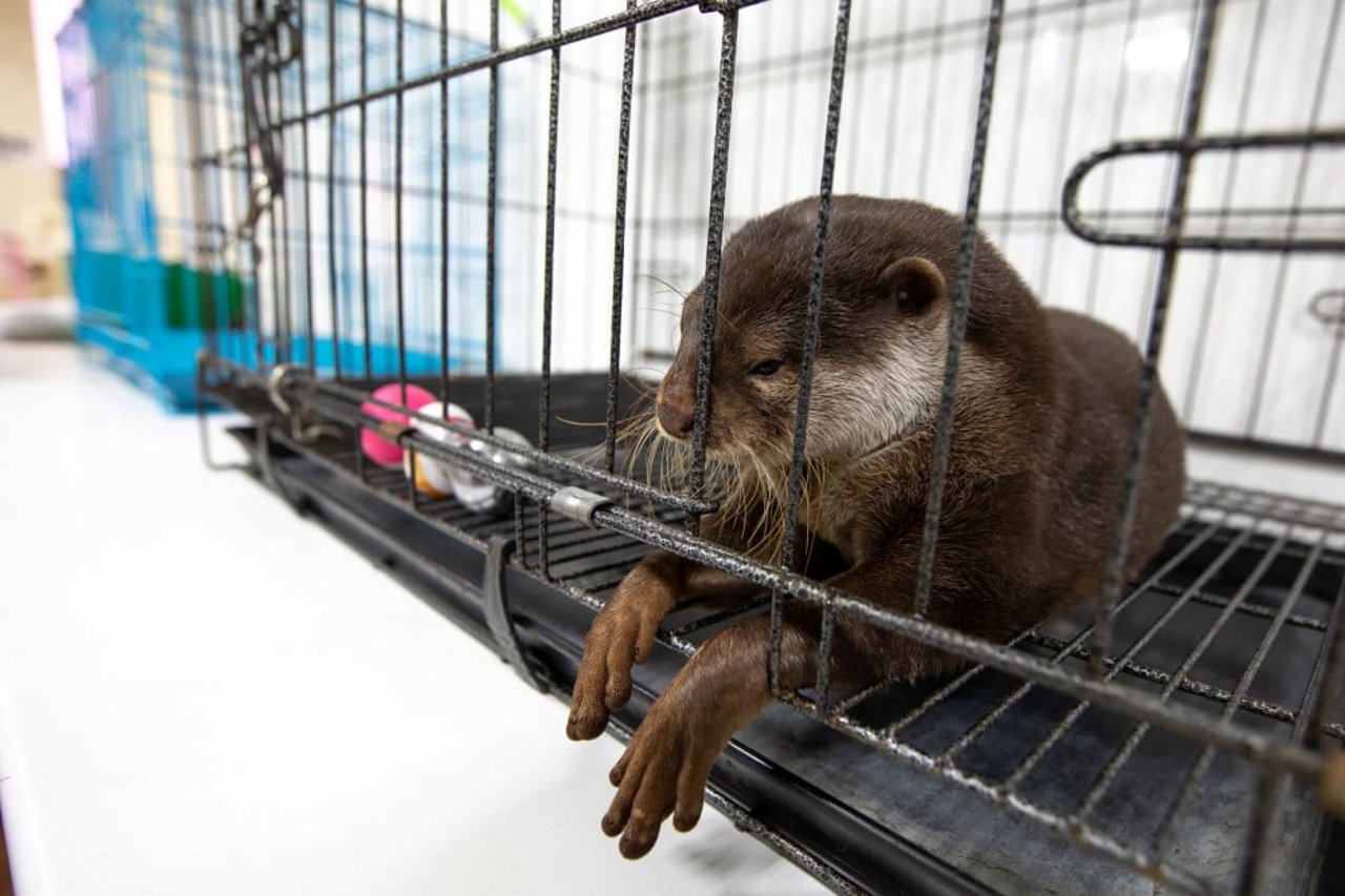 An otter in captivity at a cafe in Tokyo, Japan. Credit Line: World Animal Protection / Aaron Gekoski