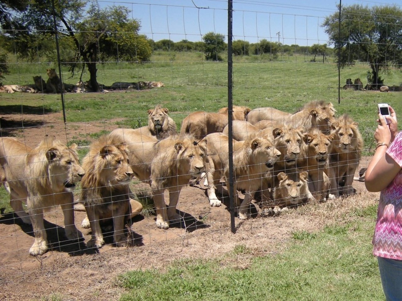 Lions in a facility in South Africa - image by Blood Lions
