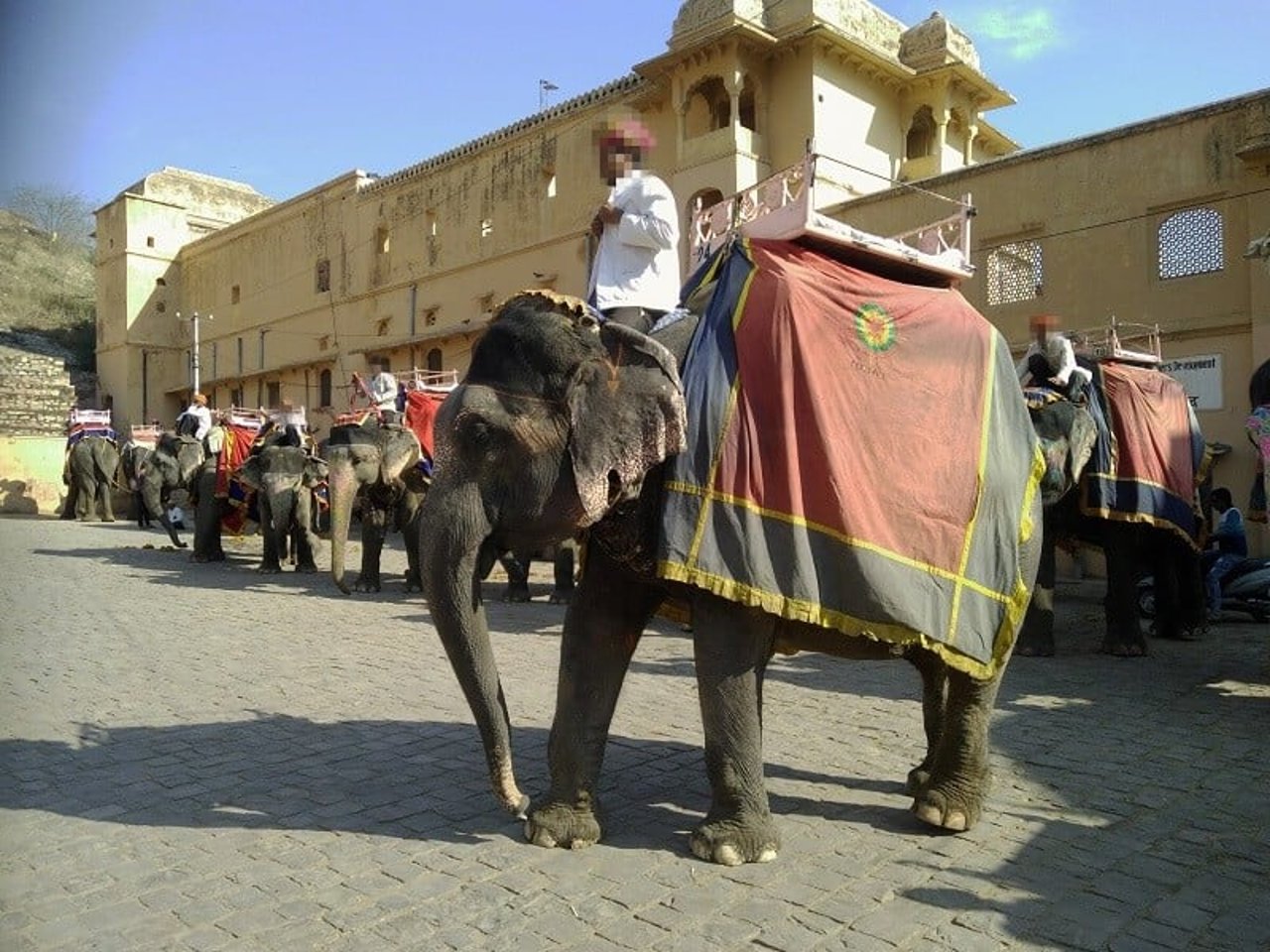 Elephant at Amer Fort in India