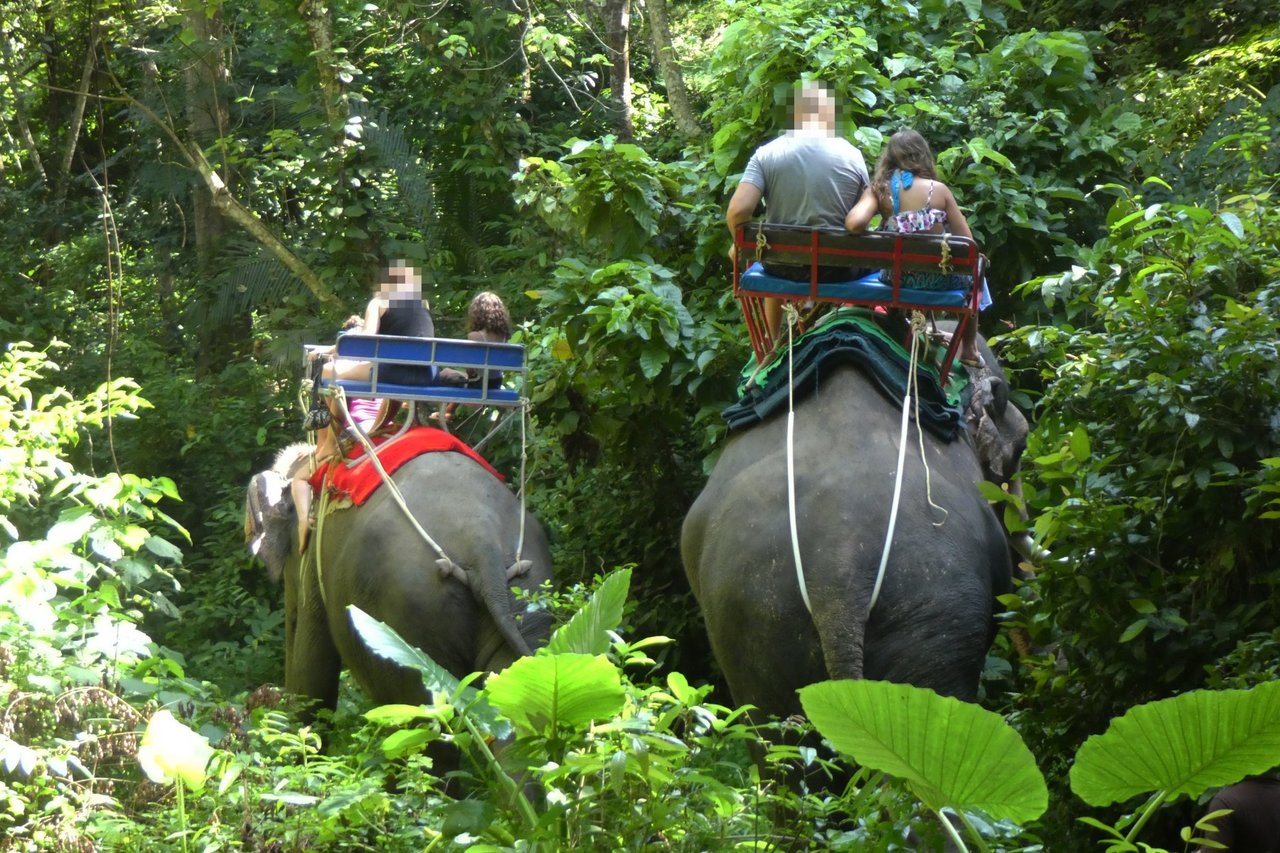 Chang Chill, Thailand. Credit Line: World Animal Protection / Vita Sun