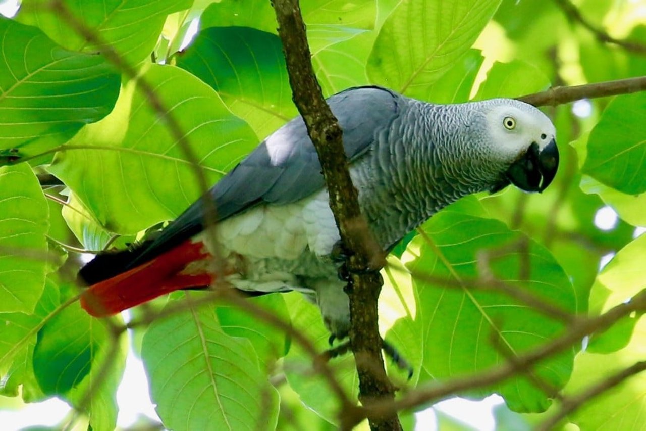 African Grey Parrots in Entebbe Botanical Gardens, Uganda.